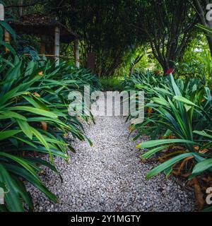 Atemberaubender schmaler Weg zwischen den mediterranen grünen Pflanzen im Botanischen Garten, Menton, Provence Alpes Cote d Azur, Frankreich, Europa Stockfoto