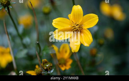 Gelbe Bidens ferulifolia blüht im Garten. Geringe Schärfentiefe Stockfoto