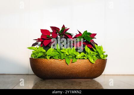 Poinsettienpflanze in Edelstahl-Topf mit weißem Wandhintergrund. Weihnachtsstern-Blüten-Blätter im Blumentopf. Weihnachten Advent h Stockfoto