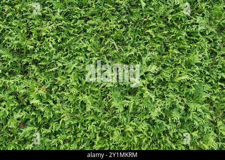 Thuja occidentalis, auch bekannt als nördlicher oder östlicher weißer Zedernbaum, oder arborvitae-Nadelbaum Textur Hintergrund Stockfoto