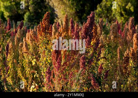 Bunte Stiele von reifem Amaranth, einer blühenden Pflanzenart der Gattung amaranthus, die als Blattgemüse, Getreide und Ornamenta angebaut wird Stockfoto