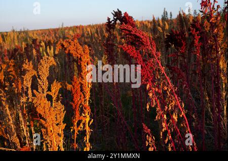 Bunte Stiele von reifem Amaranth, einer blühenden Pflanzenart der Gattung amaranthus, die als Blattgemüse, Getreide und Ornamenta angebaut wird Stockfoto