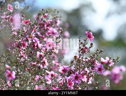 Schöner Frühlings-Bokeh-Hintergrund mit australischen einheimischen rosa Manuka-Teebaumblüten, Leptospermum Scoparium, Familie Myrtaceae. Stockfoto