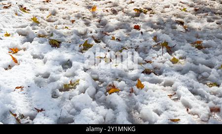 Ein Rasen mit Eis und verstreuten, frischen gelben, goldenen und orangen Herbstblättern. Stockfoto