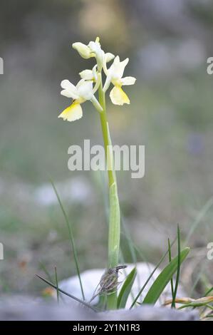 Dünn blühende Orchideen (Orchis pauciflora) Plantae Stockfoto