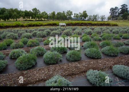 Ali'i Kula Lavender Farm in Maui, Hawaii Stockfoto