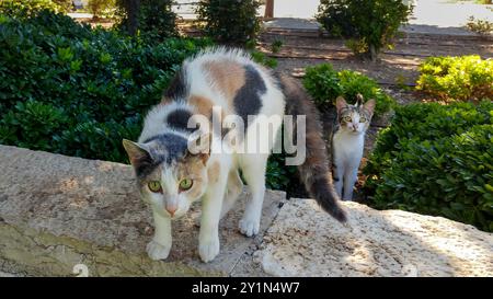 Erwachsene, wilde Calico-Katze, die in defensiver Haltung auf einer Steinmauer steht, mit ängstlichem Blick im Gesicht und einem ihrer Babys, das neugierig in der zusieht Stockfoto