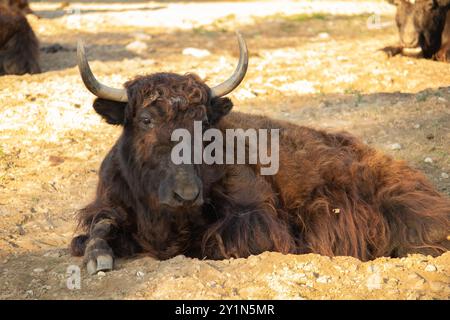 Inländische Yak (Bos Grunniens). Haustier. Stockfoto