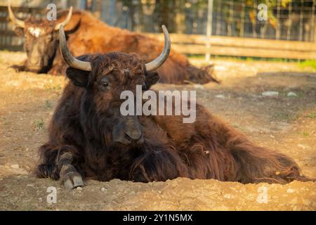 Inländische Yak (Bos Grunniens). Haustier. Stockfoto