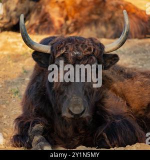 Inländische Yak (Bos Grunniens). Haustier. Stockfoto