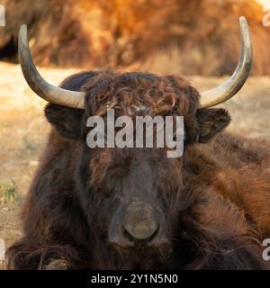 Inländische Yak (Bos Grunniens). Haustier. Stockfoto