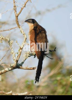 Burchell's Coucal (Centropus superciliosus burchellii) Aves Stockfoto