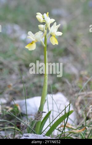 Dünn blühende Orchideen (Orchis pauciflora) Plantae Stockfoto