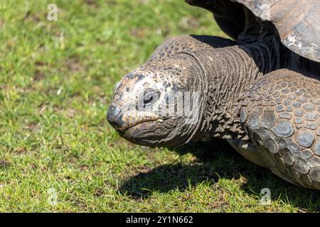 Eine Riesenschildkröte weidet auf grünem Gras Stockfoto