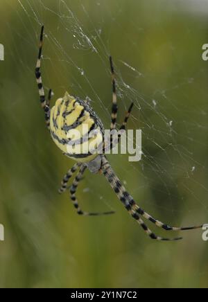 Common Garden Orbweb Spider (Argiope australis) Arachnida Stockfoto