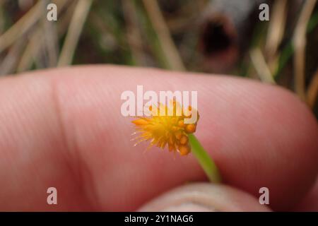 Orangenmilchkraut (Polygala lutea) Plantae Stockfoto