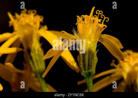 Damianita (Chrysactinia mexicana) Plantae Stockfoto