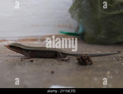 Karierte indische Mabuya (Eutropis carinata) Reptilia Stockfoto