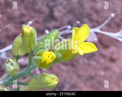 Blasenschoten (Physaria) Plantae Stockfoto