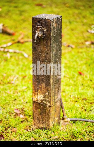 Curepipe Botanic Gardens (oder SSR Botanischer Garten von Curepipe) in Route des Jardins, Curepipe, Stockfoto