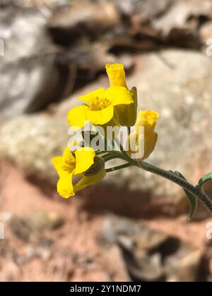 Blasenschoten (Physaria) Plantae Stockfoto