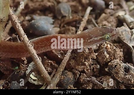 Cape House Schlange (Boaedon capensis) Reptilia Stockfoto