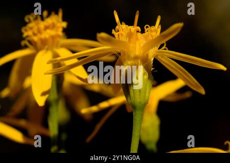 Damianita (Chrysactinia mexicana) Plantae Stockfoto