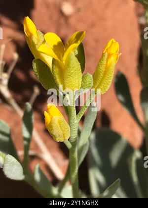 Blasenschoten (Physaria) Plantae Stockfoto