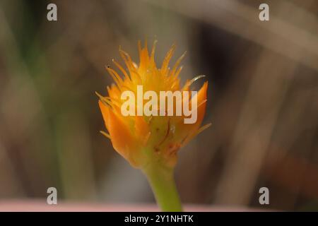 Orangenmilchkraut (Polygala lutea) Plantae Stockfoto