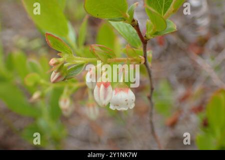 Zwerghuckleberry (Gaylussacia dumosa) Plantae Stockfoto
