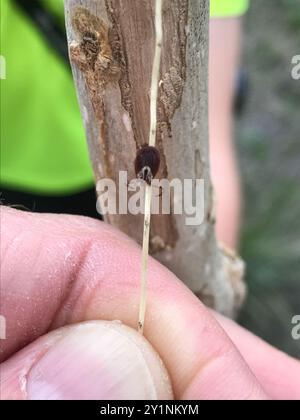 Gulf Coast Tick (Amblyomma maculatum) Arachnida Stockfoto