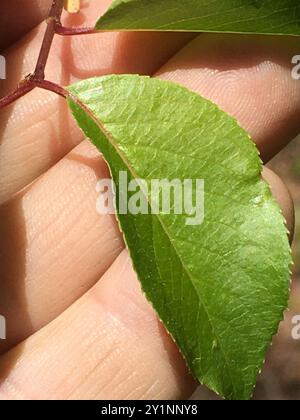 Blackhaw (Viburnum prunifolium) Plantae Stockfoto