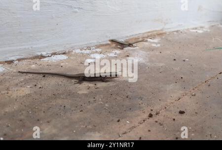 Karierte indische Mabuya (Eutropis carinata) Reptilia Stockfoto