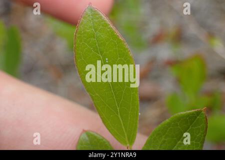 Zwerghuckleberry (Gaylussacia dumosa) Plantae Stockfoto
