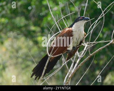 Burchell's Coucal (Centropus superciliosus burchellii) Aves Stockfoto