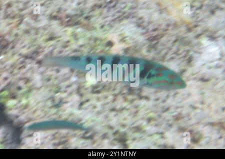 Sixbar Wrasse (Thalassoma hardwicke) Actinopterygii Stockfoto