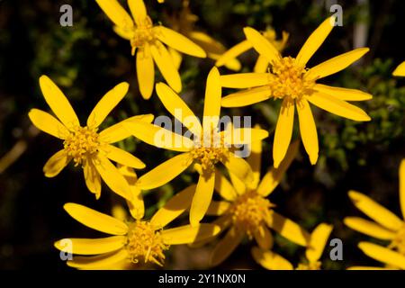 Damianita (Chrysactinia mexicana) Plantae Stockfoto
