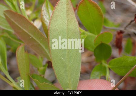 Zwerghuckleberry (Gaylussacia dumosa) Plantae Stockfoto