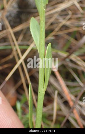 Orangenmilchkraut (Polygala lutea) Plantae Stockfoto