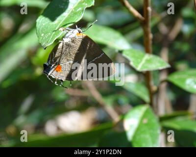 White M Hairstreak (Parrhasius M-Album) Insecta Stockfoto