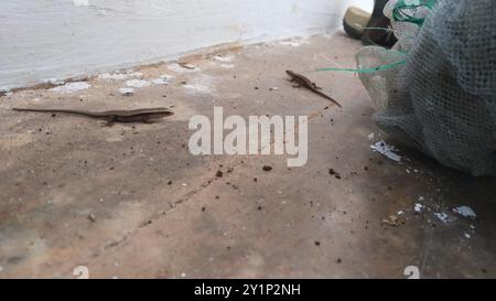 Karierte indische Mabuya (Eutropis carinata) Reptilia Stockfoto