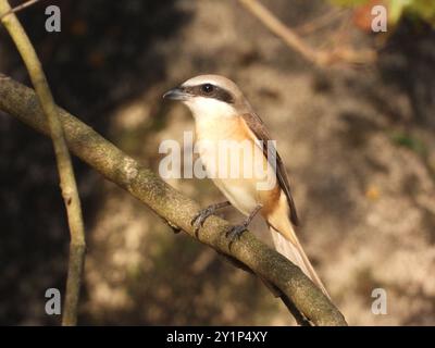 Philippine Brown Shrike (Lanius cristatus lucionensis) Aves Stockfoto