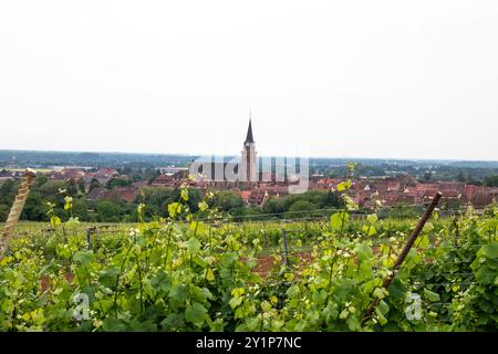 Panoramablick auf die elsässischen Weinberge im Vordergrund und das Dorf Bergheim im Hintergrund Stockfoto