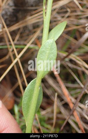 Orangenmilchkraut (Polygala lutea) Plantae Stockfoto