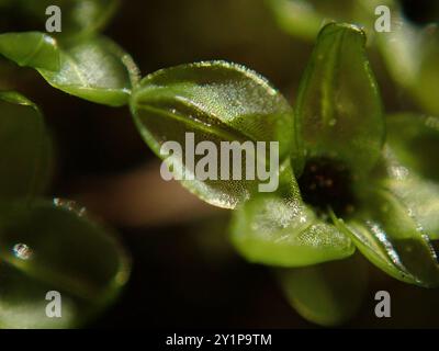 Rhizomniummoos (Rhizomnium glabrescens) Plantae Stockfoto