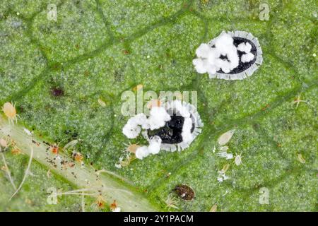 Zitrus-Mealywing, Zitrus- und Orange-Weiße Fliege, auch als Stachelschwarzfliege bezeichnet, Aleurocanthus spiniferus. Ein gefährlicher, invasiver Schädling von Kulturpflanzen. Al Stockfoto