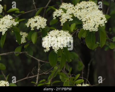 Blackhaw (Viburnum prunifolium) Plantae Stockfoto