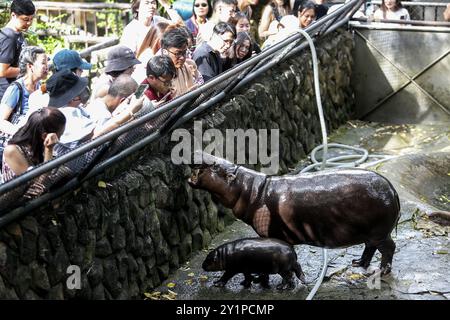 Chonburi, Thailand. September 2024. Die Menschen betrachten die Flusspferde beim Besuch des Khao Kheow Open Zoo. Quelle: SOPA Images Limited/Alamy Live News Stockfoto