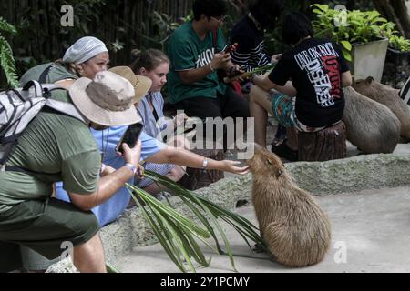 Chonburi, Thailand. September 2024. Touristen füttern Gemüse, während sie während ihres Besuchs im Khao Kheow Open Zoo am Kinn einer Capybara kratzen. Quelle: SOPA Images Limited/Alamy Live News Stockfoto