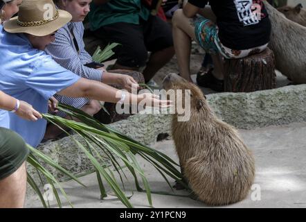 Chonburi, Thailand. September 2024. Ein Tourist sah, wie er während ihres Besuchs im Khao Kheow Open Zoo am Kinn einer Capybara kratzte. Quelle: SOPA Images Limited/Alamy Live News Stockfoto